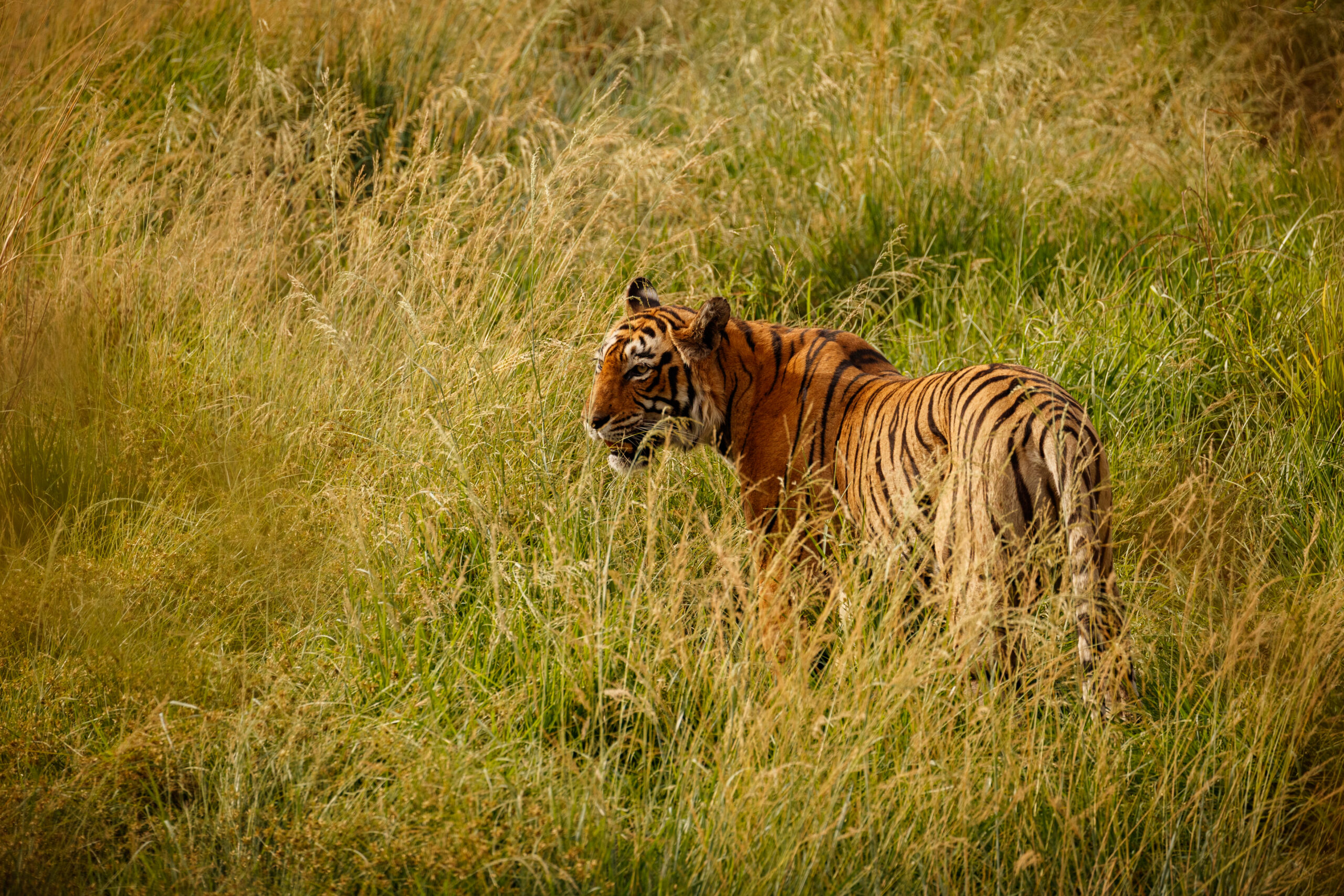 Into the Wild: Our Memorable Ranthambore Retreat